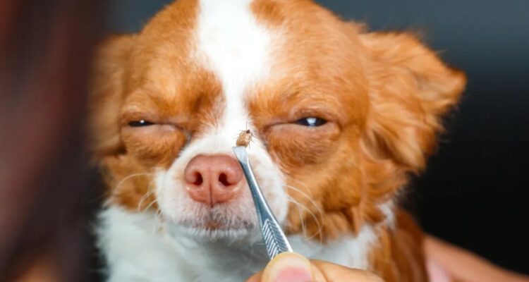 Zeckenschutz für den Hund: Was wirklich schützt und was zu tun ist