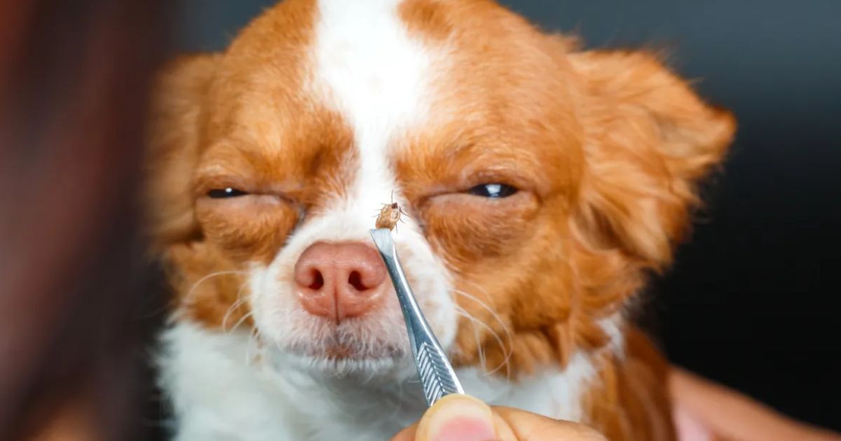 Zeckenschutz für den Hund: Was wirklich schützt und was zu tun ist
